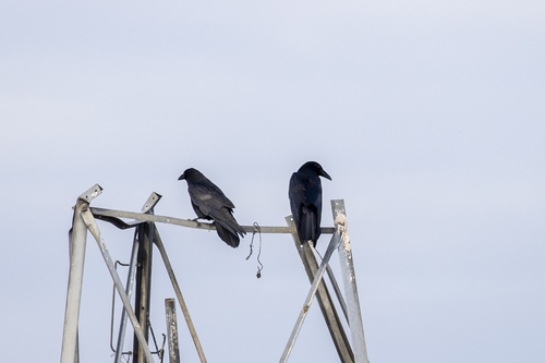 iNaturalist observation photo of Common Raven