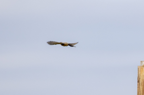 iNaturalist observation photo of Say's Phoebe