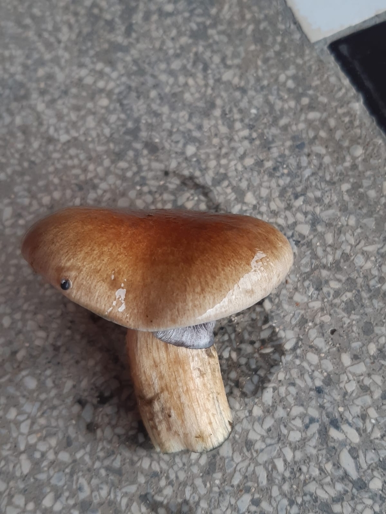 Psilocybe cubensis · January 2022 · photo: © kellerogabriel2000 (iNaturalist, cc-by)