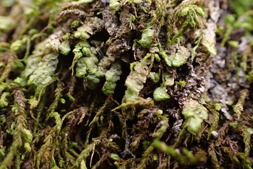 Radula australis