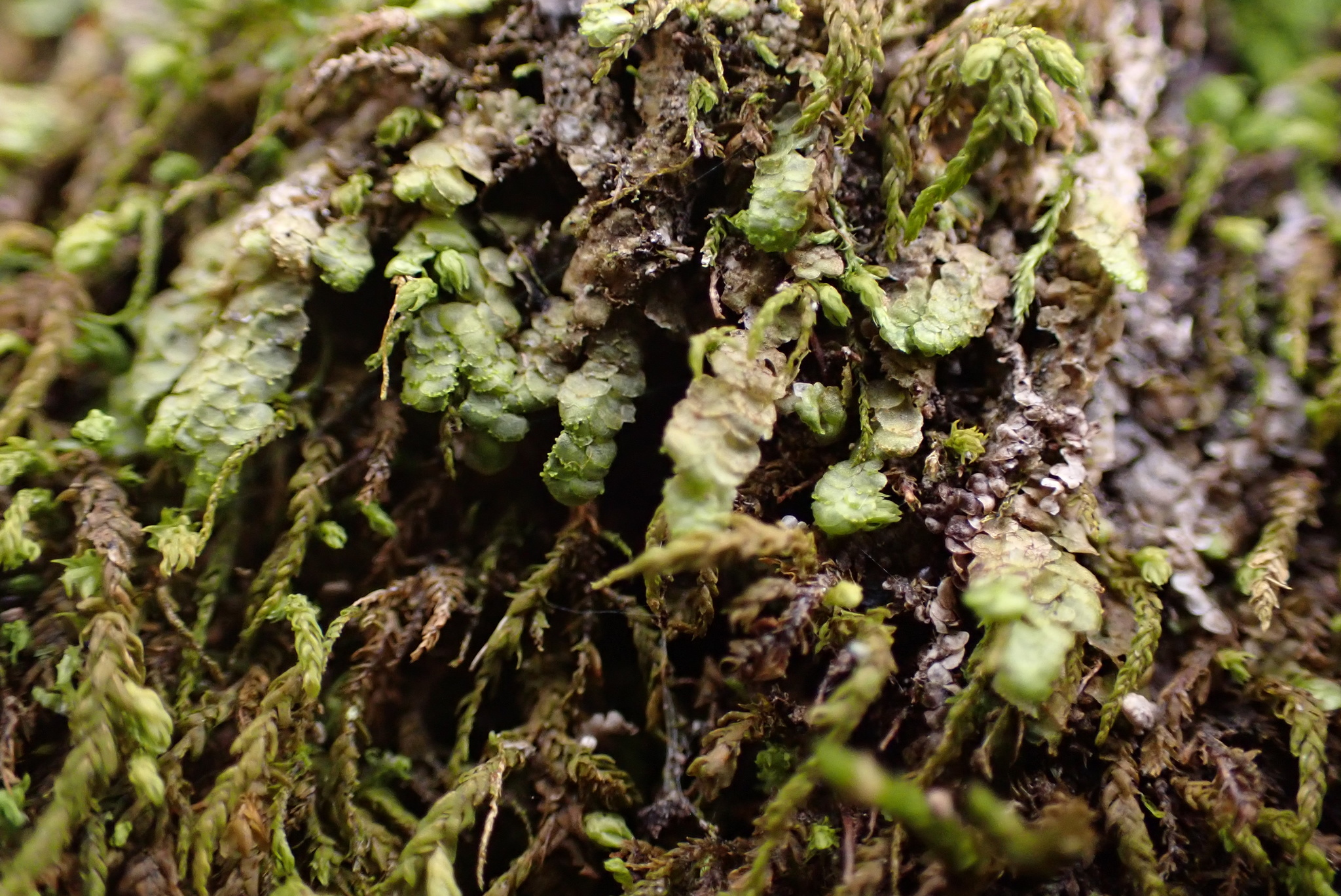 Radula australis