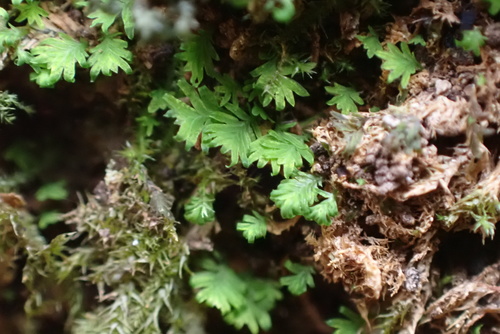Tree Pocket Moss (Fissidens subbasilaris)