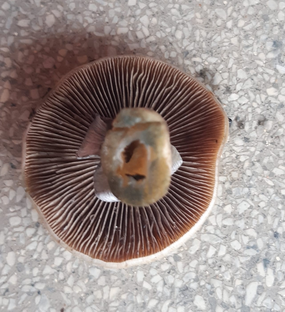 Psilocybe cubensis · January 2022 · photo: © kellerogabriel2000 (iNaturalist, cc-by)