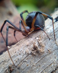 Latrodectus geometricus