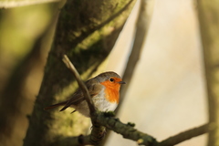 Erithacus rubecula