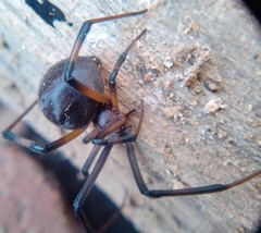 Latrodectus geometricus