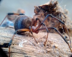 Latrodectus geometricus