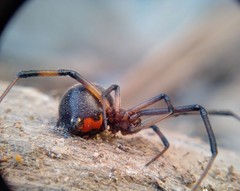 Latrodectus geometricus