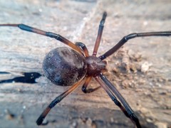 Latrodectus geometricus