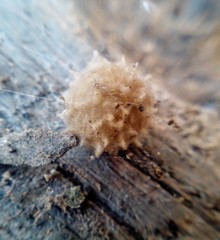 Latrodectus geometricus