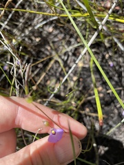 Utricularia barkeri