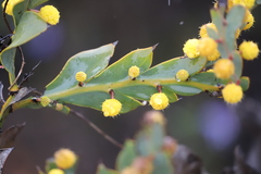 Acacia glaucoptera