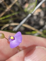 Utricularia barkeri