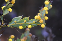 Acacia glaucoptera