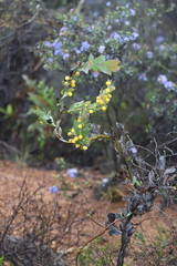 Acacia glaucoptera
