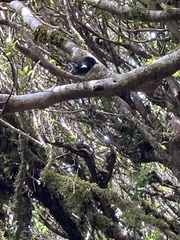 Petroica macrocephala toitoi