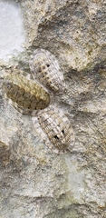 Chiton squamosus