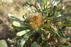 Banksia ornata