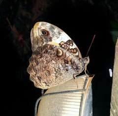 Opsiphanes quiteria
