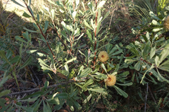 Banksia ornata