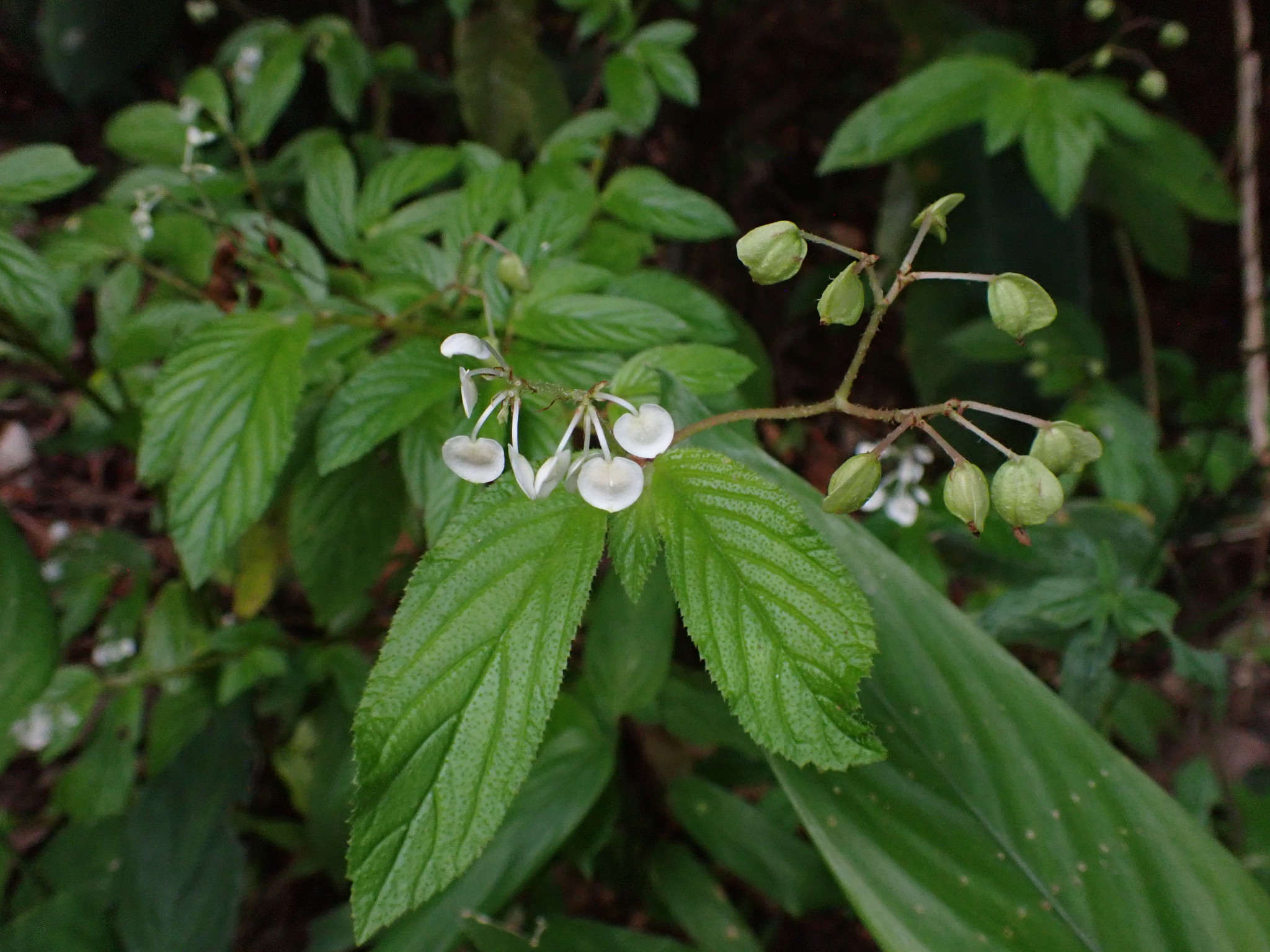 Begonia ulmifolia
