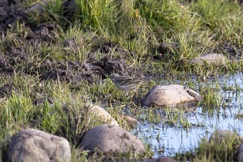 iNaturalist observation photo of American Pipit