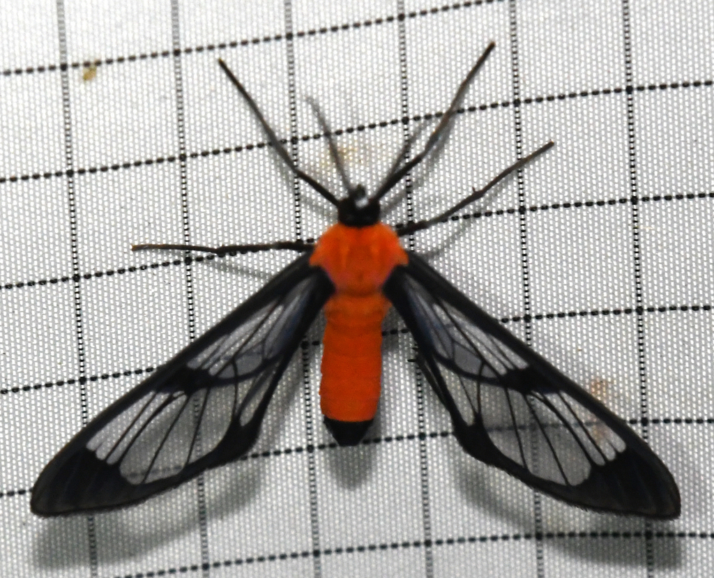 Loxophlebia fininigra