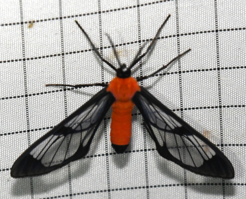 Loxophlebia fininigra