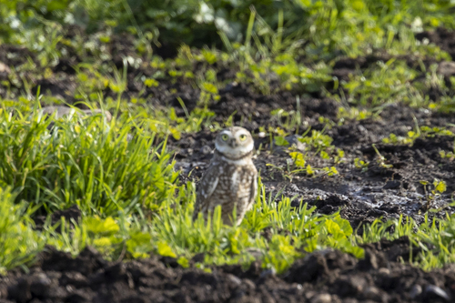 iNaturalist observation photo of Burrowing Owl