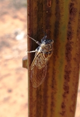 Diceroprocta texana