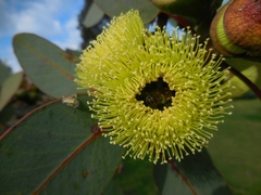 Eucalyptus preissiana
