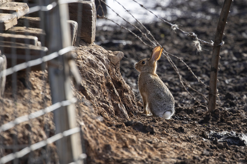 iNaturalist observation photo of Desert Cottontail