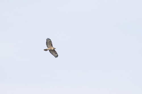 iNaturalist observation photo of Red-tailed Hawk