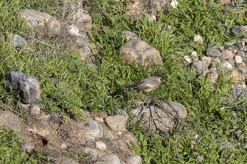 iNaturalist observation photo of Say's Phoebe