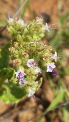 Phacelia robusta