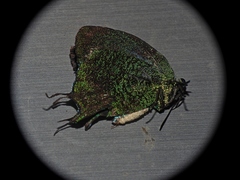 Arcas imperialis