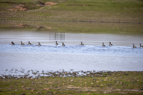iNaturalist observation photo of Canada Goose