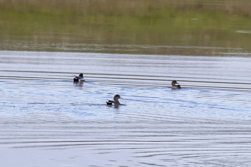 iNaturalist observation photo of American Wigeon