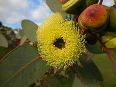 Eucalyptus preissiana