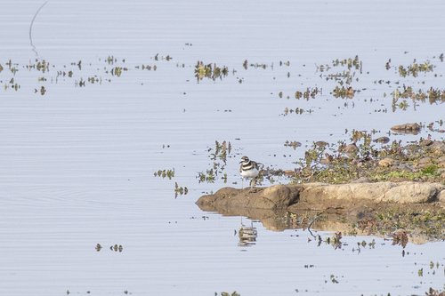 iNaturalist observation photo of Killdeer
