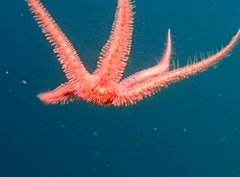 Ophiothrix spiculata