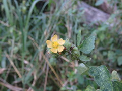 Malvastrum americanum