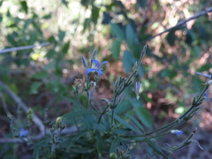 Carlowrightia parviflora