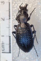 Carabus gilnickii gilnickii