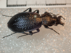 Carabus gilnickii gilnickii