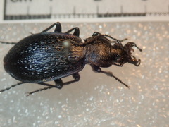 Carabus gilnickii gilnickii