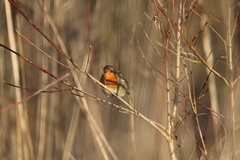 Erithacus rubecula