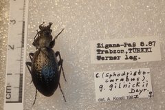 Carabus gilnickii gilnickii