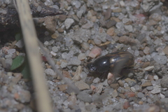 Chilothorax