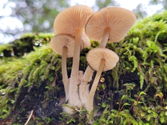 Entoloma cetratum